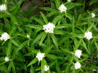 }nnR Anaphalis margaritacea