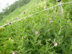 ^e}AU~ Cirsium babanum