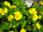 ~}LoC Potentilla matsumurae