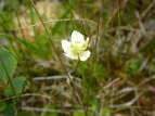 Eo`\E Parnassia palustris