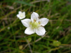 Eo`\E Parnassia palustris