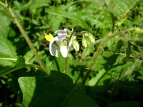 iXr Solanum carolinense