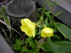 II}cCOT Oenothera erythrosepala