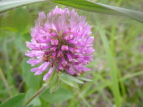 AJcNT Trifolium pratense