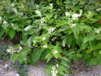 IIC^h Polygonum sachalinense