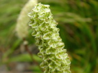 VoigEE`\E Sanguisorba albiflora