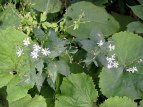 mRMN Aster ageratoides var. ovatus