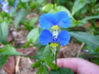 cNT Commelina communis