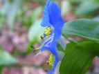 cNT Commelina communis