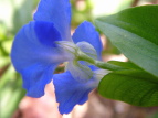 cNT Commelina communis