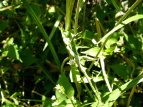 IjAU~ Cirsium borealinipponense