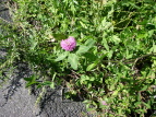 AJcNT Trifolium pratense