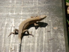 jzJiwr Takydromus tachydromoides