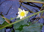 qcWOT Nymphaea tetragona