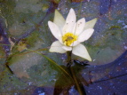 qcWOT Nymphaea tetragona