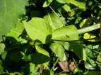 ~YqL Polygonum filiforme