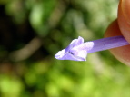 AL`EW Plectranthus longitubs