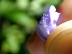 AL`EW Plectranthus longitubs