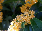 LNZC Osmanthus fragrans var. aurantiacus