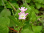 ~]\o Polygonum thunbergii