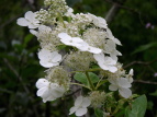 mEcM Hydrangea paniculata