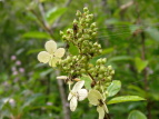 mEcM Hydrangea paniculata