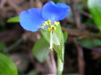 cNT Commelina communis