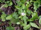 QmVER Geranium nepalense