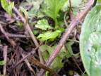 QmVER Geranium nepalense