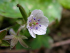 QmVER Geranium nepalense