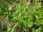 {gN^f Polygonum pubescens