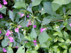 ctl\E Impatiens textori