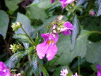 ctl\E Impatiens textori