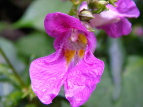 ctl\E Impatiens textori