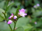 ~]\o Polygonum thunbergii