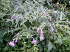 IjAU~ Cirsium borealinipponense