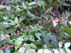 ~YqL Polygonum filiforme