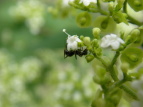 N}A Formica japonica