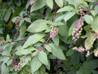 EV}S{E Phytolacca americana