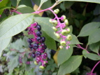 EV}S{E Phytolacca americana