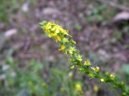 L~YqL Agrimonia pilosa var. japonica