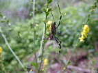 WEO Nephila clavata