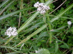 Tqh Eupatorium lindleyanum