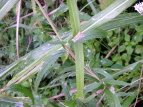 Tqh Eupatorium lindleyanum