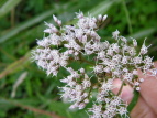 Tqh Eupatorium lindleyanum