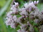 Tqh Eupatorium lindleyanum