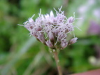 Tqh Eupatorium lindleyanum