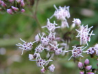 Tqh Eupatorium lindleyanum