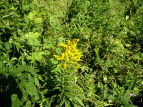 ZC^JA_`\E Solidago altissima