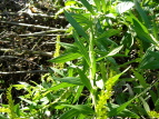 ZC^JA_`\E Solidago altissima